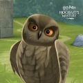 HPHM_Pets_Owl_Scops.jpg