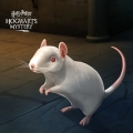 HPHM_Pets_Rat_Albino.jpg