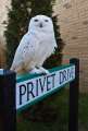 Owl_on_Privet_Drive.jpg