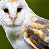 Barnacle the Barn Owl's Avatar