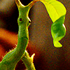 BOWTRUCKLES!'s Avatar