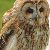 Furmgoat the Tawny Owl's Avatar