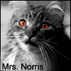 Madam Norris's Avatar