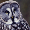 Nuria the Great Grey Owl's Avatar