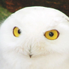 Waful the Snowy Owl's Avatar
